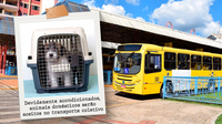 Animais domésticos serão aceitos no transporte coletivo