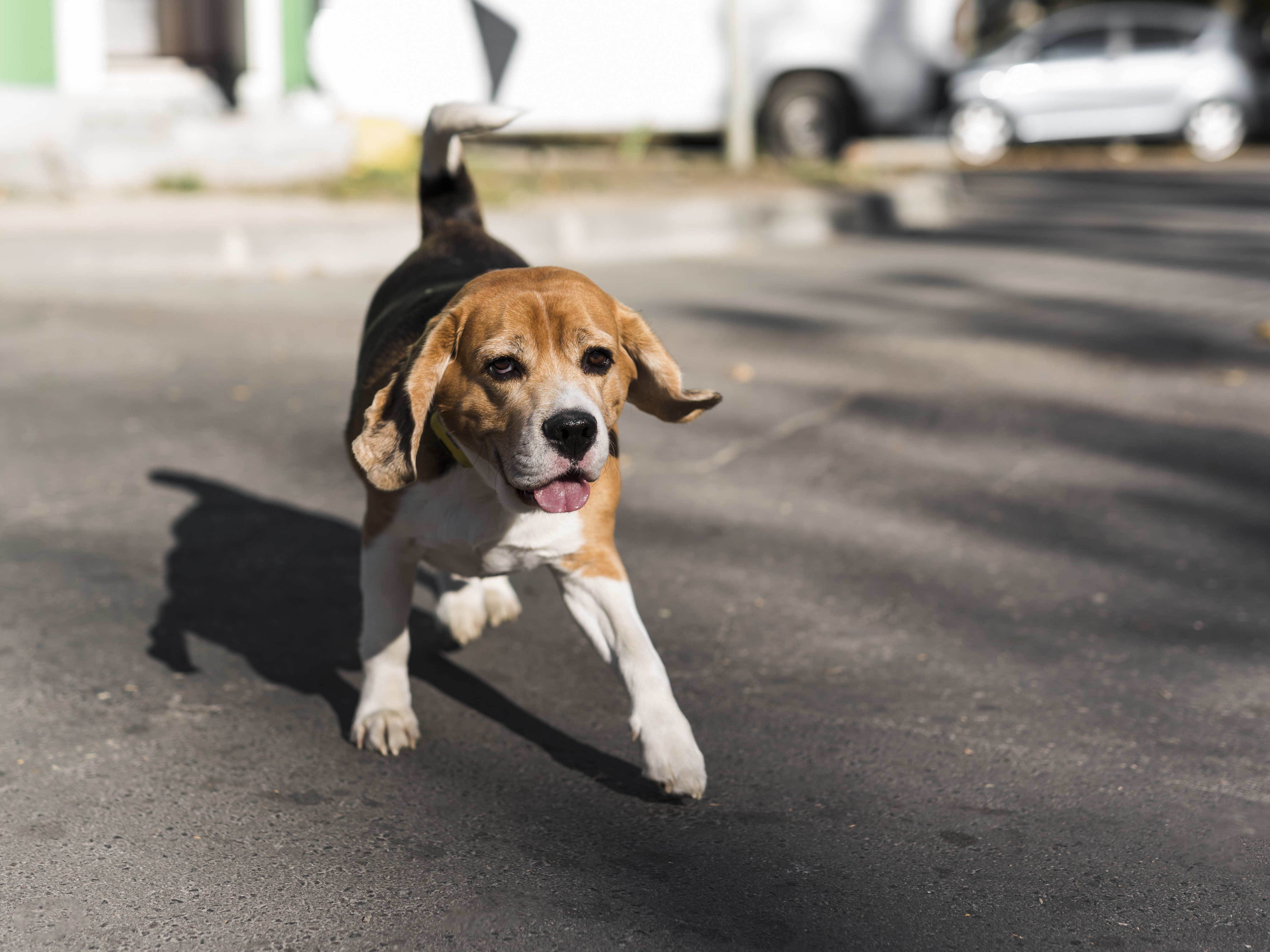 Câmara aprova projeto que obriga socorro a animais atropelados em Guarapuava