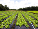 Câmara de Guarapuava aprova Programa Municipal de Aquisição de Alimentos da Agricultura Familiar
