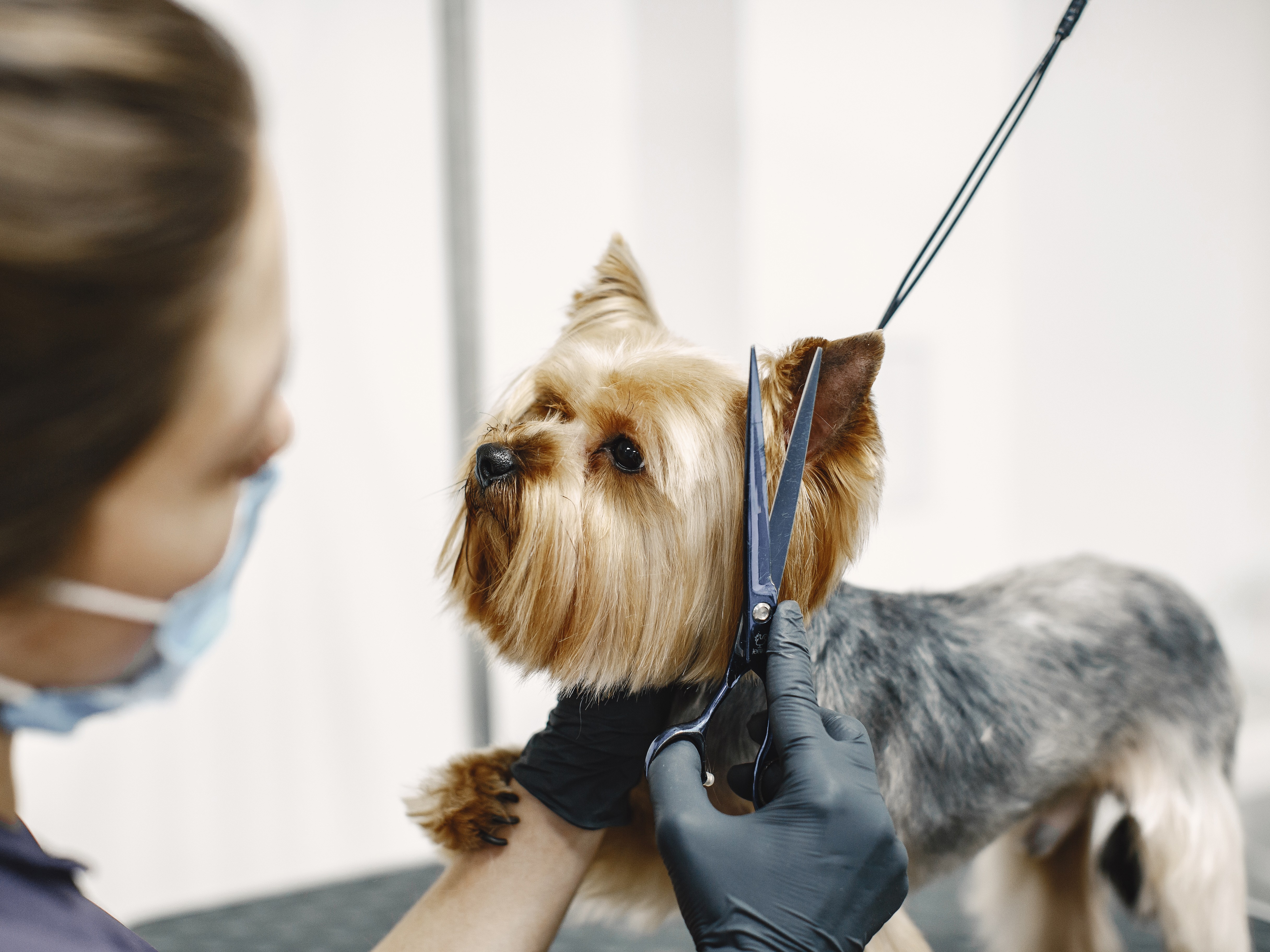 Câmara de Guarapuava aprova projeto que cria o selo "Pet Seguro" para estabelecimentos de cuidados com animais