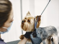 Câmara de Guarapuava aprova projeto que cria o selo "Pet Seguro" para estabelecimentos de cuidados com animais