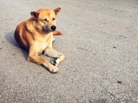 Câmara de Guarapuava revoga lei que travava ações voltadas a animais comunitários