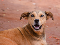 Projeto aprovado realiza alterações na lei municipal sobre o Animal Comunitário em Guarapuava