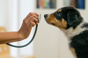 Projeto que garante atendimento veterinário gratuito para pets de famílias de baixa renda é aprovado