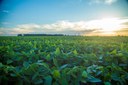 Semana do Campo Limpo é criada em Guarapuava
