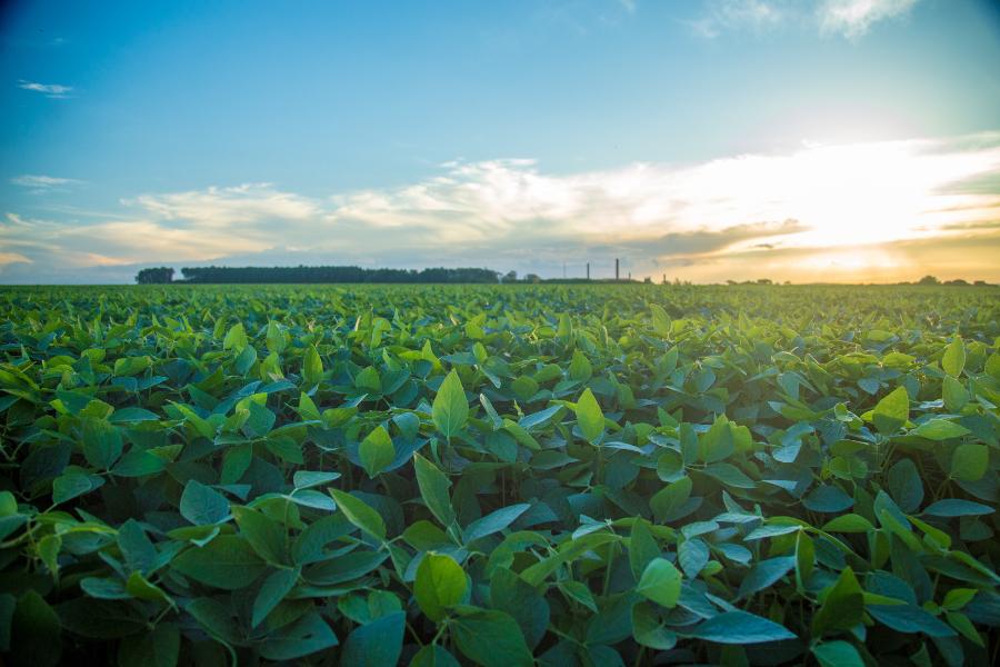 Semana do Campo Limpo é criada em Guarapuava
