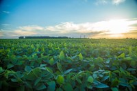 Semana do Campo Limpo é criada em Guarapuava